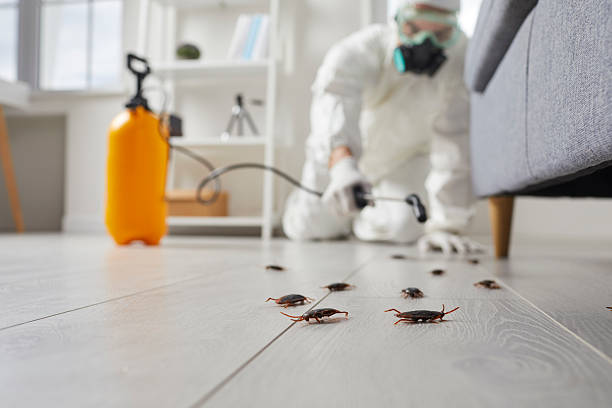 Commercial Kitchen Cockroach Control in Charlotte Harbor